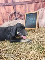 JJ 2025 Male 2, a male Catahoula Leopard Dog for sale in Cumby, TX – 3 of 8