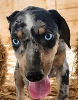 Jesse 2026 Female 1, a male Catahoula Leopard Dog for sale in Cumby, TX – 1 of 10