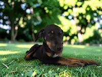 Gypsie 2026 Female 2, a female Catahoula Leopard Dog for sale in Cumby, TX – 8 of 10