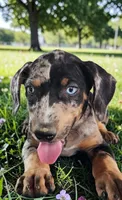 Bug 2026 Female 1, a female Catahoula Leopard Dog for sale in Cumby, TX – 6 of 10