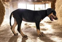 Jesse 2026 Female 2, a male Catahoula Leopard Dog for sale in Cumby, TX – 5 of 8