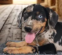 Bug 2026 Female 1, a female Catahoula Leopard Dog for sale in Cumby, TX – 10 of 10