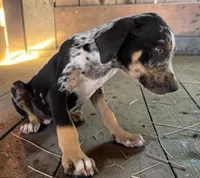 Tigger 2026 Male 3, a male Catahoula Leopard Dog for sale in Cumby, TX – 6 of 10