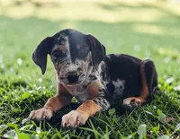 Moon Shine 2026 Female 1, a female Catahoula Leopard Dog for sale in Cumby, TX – 3 of 9