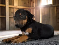 Gypsie 2026 Male 1, a male Catahoula Leopard Dog for sale in Cumby, TX – 8 of 8