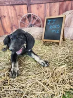 JJ 2025 Male 2, a male Catahoula Leopard Dog for sale in Cumby, TX – 4 of 8