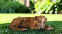 Tigger 2026 Female 1, a female Catahoula Leopard Dog for sale in Cumby, TX – 8 of 10
