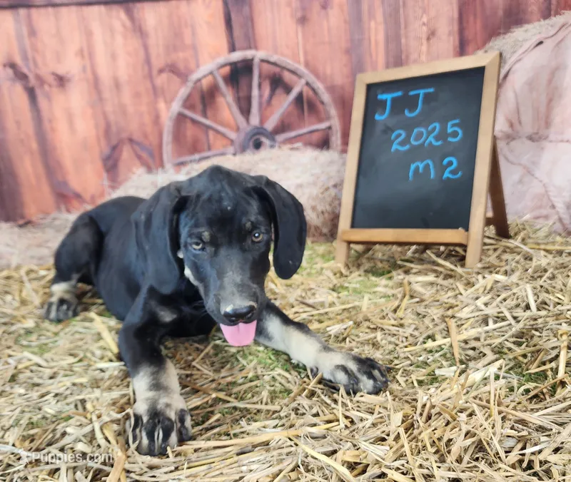 JJ 2025 Male 2 – Catahoula Leopard Dog puppy for sale in Cumby, TX