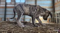 Duchess 2026 Male 7, a male Catahoula Leopard Dog for sale in Cumby, TX – Photo 4 of 6