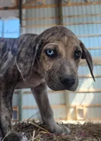 Duchess 2026 Male 7, a male Catahoula Leopard Dog for sale in Cumby, TX – Photo 2 of 6