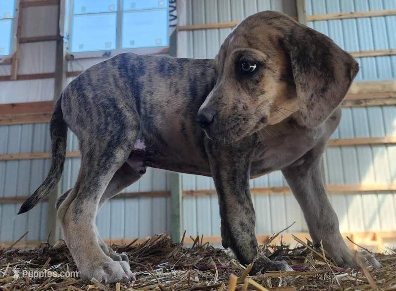 Duchess 2026 Male 7 – Catahoula Leopard Dog puppy for sale in Cumby, TX