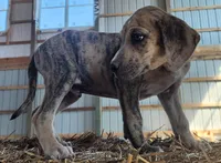 Duchess 2026 Male 7, a male Catahoula Leopard Dog for sale in Cumby, TX – Photo 1 of 6