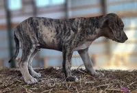Duchess 2026 Male 7, a male Catahoula Leopard Dog for sale in Cumby, TX – Photo 3 of 6