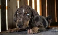 Tracy 2026 Male 2, a male Catahoula Leopard Dog for sale in Cumby, TX – 3 of 10