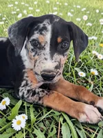 Moon Shine 2026 Female 1, a female Catahoula Leopard Dog for sale in Cumby, TX – 8 of 9