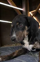 Tracy 2026 Female 1, a female Catahoula Leopard Dog for sale in Cumby, TX – 7 of 10