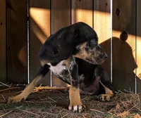 Gypsie 2026 Male 2, a male Catahoula Leopard Dog for sale in Cumby, TX – 2 of 10