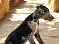Jesse 2026 Female 4, a male Catahoula Leopard Dog for sale in Cumby, TX – 6 of 9