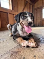 Bug 2026 Male 3, a male Catahoula Leopard Dog for sale in Cumby, TX – 6 of 6