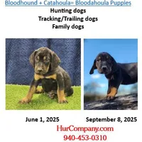 Bloodahoula puppy, a male Catahoula Leopard Dog and Bloodhound for sale in Cumby, TX – Photo 2 of 2