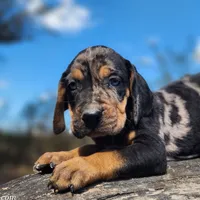 Bloodahoula puppy, a male Catahoula Leopard Dog and Bloodhound for sale in Cumby, TX – Photo 1 of 2