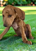 Tigger 2026 Female 2, a female Catahoula Leopard Dog for sale in Cumby, TX – 4 of 10