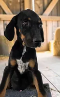 Tracy 2026 Male 3, a male Catahoula Leopard Dog for sale in Cumby, TX – 10 of 10