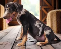 Bug 2026 Male 3, a male Catahoula Leopard Dog for sale in Cumby, TX – 5 of 6