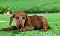 Tigger 2026 Female 2, a female Catahoula Leopard Dog for sale in Cumby, TX – 6 of 10