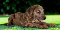 Tigger 2026 Female 3, a female Catahoula Leopard Dog for sale in Cumby, TX – 2 of 10