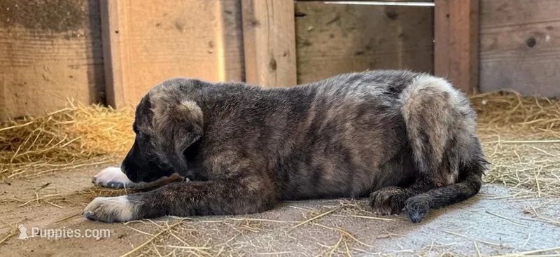 Aspen 2026 Male 2 – Anatolian Shepherd Dog puppy for sale in Cumby, TX
