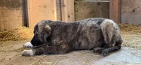 Aspen 2026 Male 2, a male Anatolian Shepherd Dog for sale in Cumby, TX – 1 of 6