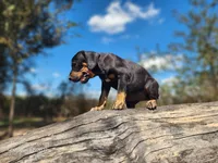 processed/1e3b1d4c-fd91-4d21-8f4d-f96ad5e3b4ce/listing/698370f8-3662-4cf1-b923-ce93224ed19a/142868fe-6c56-4088-89a0-0d646fad0cb3