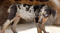Jesse 2026 Female 1, a male Catahoula Leopard Dog for sale in Cumby, TX – 6 of 10