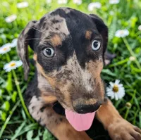 Bug 2026 Female 1, a female Catahoula Leopard Dog for sale in Cumby, TX – 7 of 10
