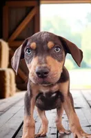 Moon Shine 2026 Male 2, a male Catahoula Leopard Dog for sale in Cumby, TX – 3 of 5