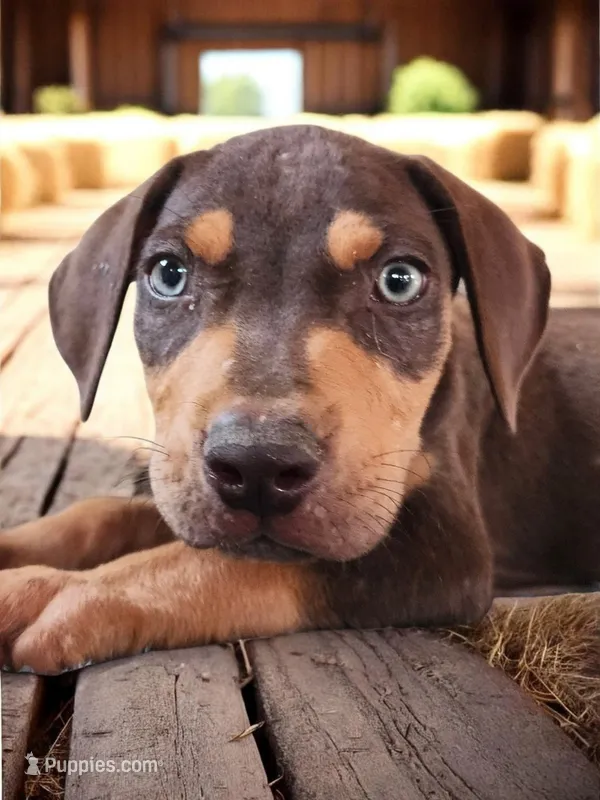 Moon Shine 2026 Male 2 – Catahoula Leopard Dog puppy for sale in Cumby, TX