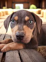 Moon Shine 2026 Male 2, a male Catahoula Leopard Dog for sale in Cumby, TX – 1 of 5