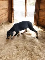 Jesse 2026 Female 2, a male Catahoula Leopard Dog for sale in Cumby, TX – 6 of 8