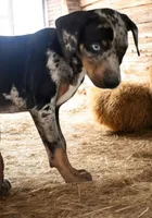 Jesse 2026 Female 4, a male Catahoula Leopard Dog for sale in Cumby, TX – 2 of 9