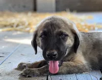 Aspen 2026 Male 1, a male Anatolian Shepherd Dog for sale in Cumby, TX – 2 of 6