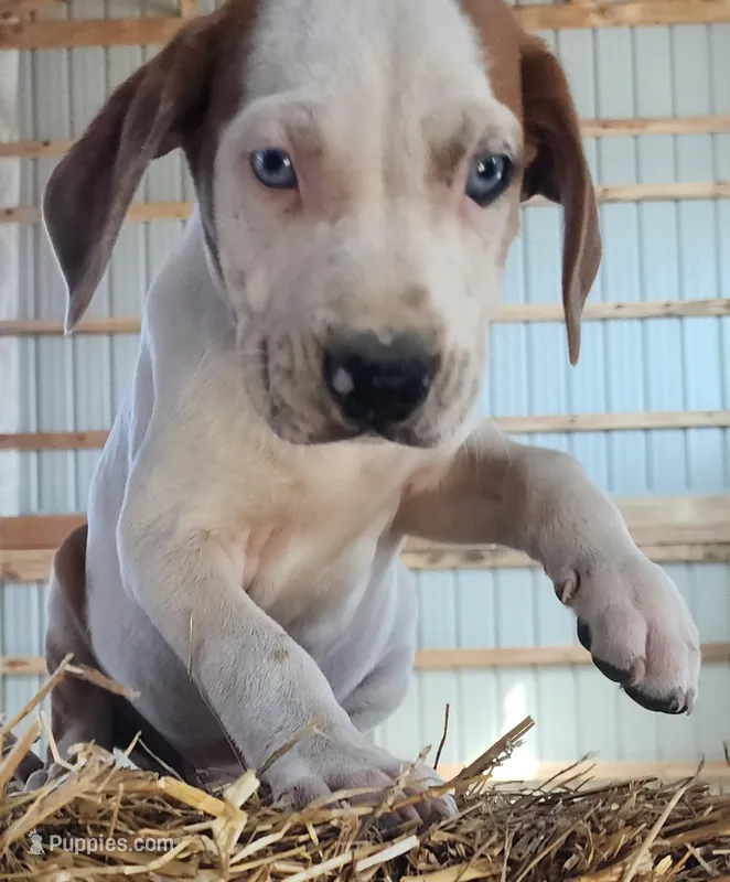 Duchess 2026 Male 2 – Catahoula Leopard Dog puppy for sale in Cumby, TX