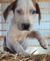 Duchess 2026 Male 2, a male Catahoula Leopard Dog for sale in Cumby, TX – Photo 1 of 10