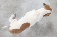 Duchess 2026 Male 2, a male Catahoula Leopard Dog for sale in Cumby, TX – Photo 4 of 10