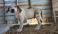 Duchess 2026 Male 2, a male Catahoula Leopard Dog for sale in Cumby, TX – Photo 10 of 10