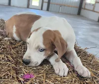 Duchess 2026 Male 2, a male Catahoula Leopard Dog for sale in Cumby, TX – Photo 7 of 10