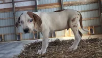 Duchess 2026 Male 2, a male Catahoula Leopard Dog for sale in Cumby, TX – Photo 9 of 10