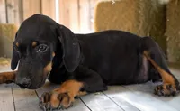 Tracy 2026 Male 3, a male Catahoula Leopard Dog for sale in Cumby, TX – 2 of 8