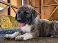 Aspen 2026 Male 4, a male Anatolian Shepherd Dog for sale in Cumby, TX – 4 of 8