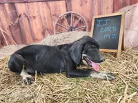 JJ 2025 Male 2, a male Catahoula Leopard Dog for sale in Cumby, TX – 5 of 8